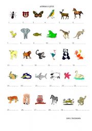 animal quiz