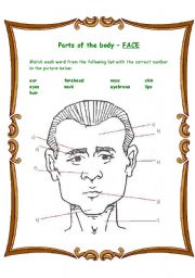 English Worksheet: Parts of the body - Face