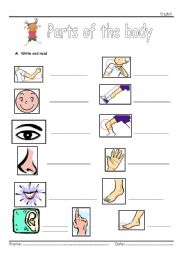 English Worksheet: Body