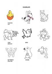 English worksheet: animal