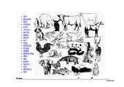 English worksheet: animals