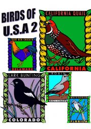 English Worksheet: BIRDS OF U.S.A. TWO.