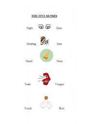 English Worksheet: The Five Senses