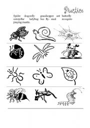 English worksheet: Insects practice