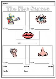 English worksheet: The senses