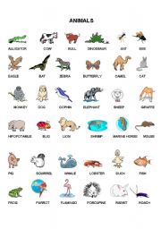 English Worksheet: ANIMALS