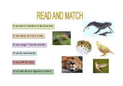 English Worksheet: AMAZING ANIMALS