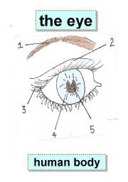 English Worksheet:  EYE - BODY PARTS - HUMAN BODY - eyebrow,eyelid,eyelashes,iris,pupil