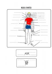 English Worksheet: BODY PARTS