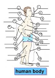 English Worksheet: HUMAN BODY -BODY PARTS - PARTS OF THE BODY - 1 face,5 shoulder,9 forearm,13 waist,17 leg,2 mouth,6 arm,10 armpit,14 abdomen,18 thigh,3 chin,7 upper arm,11 back,15 buttocks,19 knee,4 neck,8 elbow,12 chest,16 hip,20 calf,21 hand,22 feet,23 ear