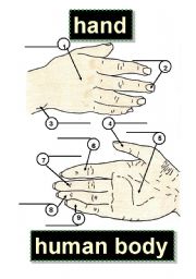 English Worksheet: HAND - BODY PARTS - HUMAN BODY - 1 knuckle,5 palm,9 little finger,2 fingernail,6 index finger,3 wrist,7 middle finger,4 thumb,8 ring finger