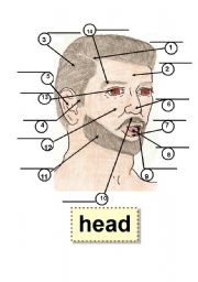 English Worksheet: HEAD - BODY PARTS - HUMAN BODY - Flashcard - 1 part,5 ear,9 tooth,2 forehead,6 nose,10 mustache,3 hair,7 lip,11 beard,4 sideburn,8 tongue,12 cheek,13 eye,14 eyebrow