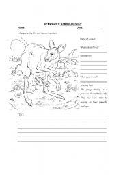 English Worksheet: Animal worksheets (2): Simple Present and descrption