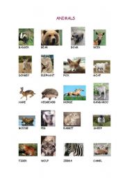 English worksheet: animals