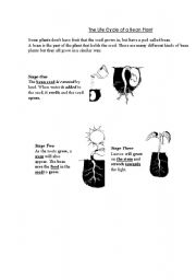 English Worksheet: Life Cycle of a bean Plant