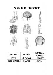 English worksheet: Your Body