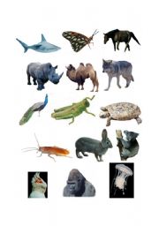 English worksheet: Animals Match/ 3 pages