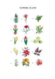 English Worksheet: Flowers/Plants