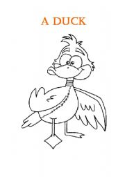 English worksheet: A Duck