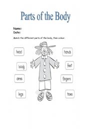 English Worksheet: Parts of the body