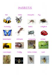 Insects