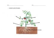 English Worksheet: Parts of the plants