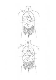 English Worksheet: inner organs