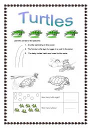 English worksheet: Turtles