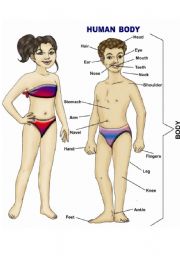 English Worksheet: The Body 