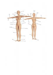 English Worksheet: Human anatomy