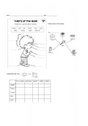 English worksheet: body