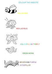 English Worksheet: insects