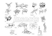 Insects