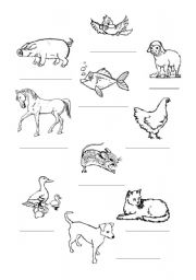 English Worksheet: Colour and name the animals