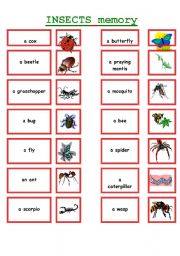 English Worksheet: INSECTS MEMORY !!!!!!!!!!!!!!!!!!!!!!!