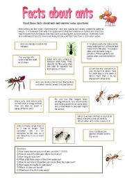 English Worksheet: Facts about ants