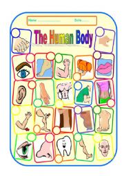 English Worksheet: THE HUMAN BODY and FACE - worksheet