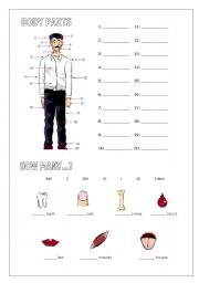 English Worksheet: body