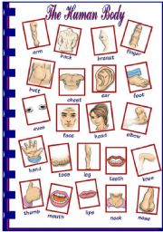 English Worksheet: The Human Body