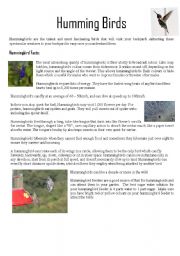 English Worksheet: HUMMINGBIRD FACTS AND ACTIVITIES