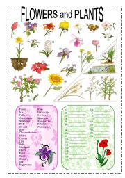 English Worksheet: Flowers and plants