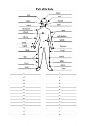English Worksheet: Parts of the body - Teacher