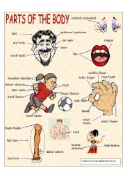 English Worksheet: Parts Of The Body