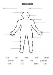 English worksheet: The Human Body