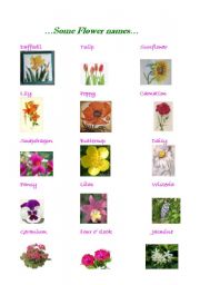 English Worksheet: Flowers