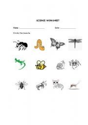 English Worksheet: Circle the Insects.