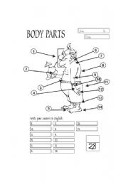 Body Parts