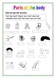 English Worksheet: Body parts