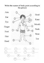 English Worksheet: body parts