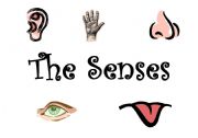 English worksheet: The Senses